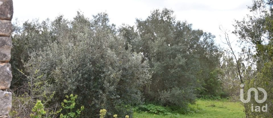 Maison de village T0 à Chãos de 150 m²