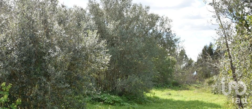 Maison de village T0 à Chãos de 150 m²