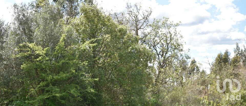 Maison de village T0 à Chãos de 150 m²