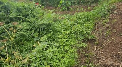 Terrain à Porto da Cruz de 990 m²