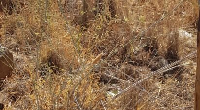 Land in Boliqueime of 11,173 m²