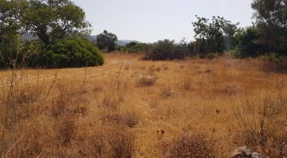 Land in Boliqueime of 13,750 m²