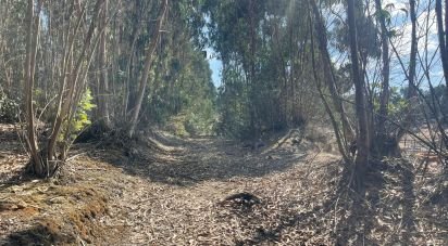 Terrain agricole à Ramalhal de 24 955 m²