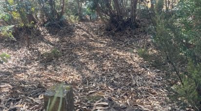 Terrain agricole à Ramalhal de 24 955 m²