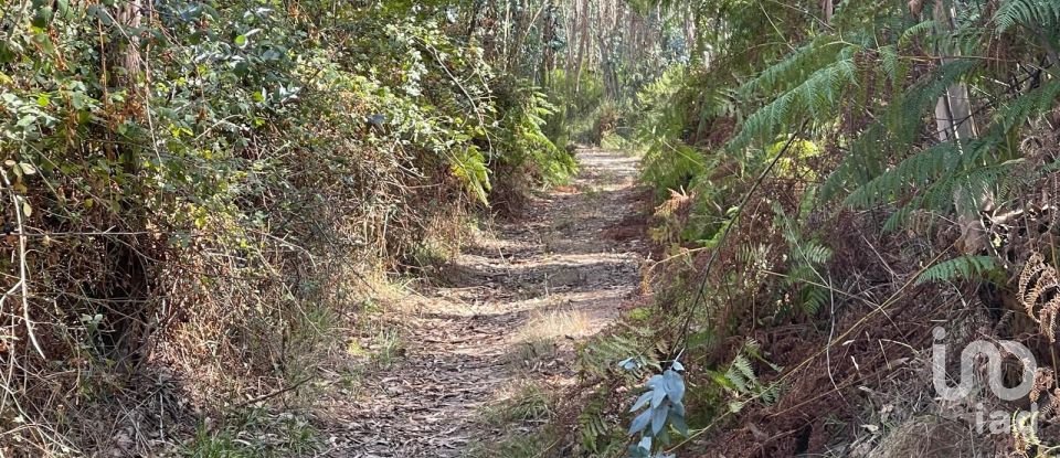 Terreno rústico em Ramalhal de 24 955 m²