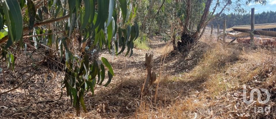 Terreno rústico em Ramalhal de 24 955 m²