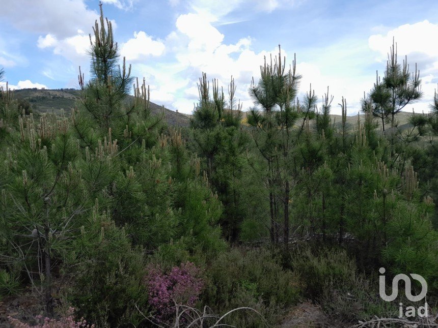 Terrain à Cortes do Meio de 49 048 m²