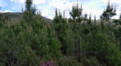 Terrain à Cortes do Meio de 49 048 m²