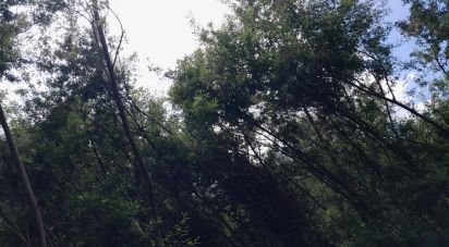 Terrain à Cortes do Meio de 49 048 m²