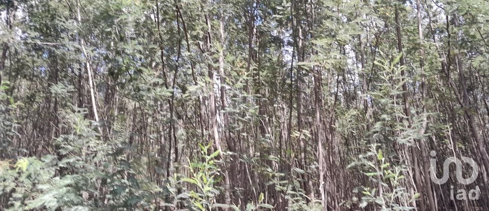 Terrain à Cortes do Meio de 49 048 m²