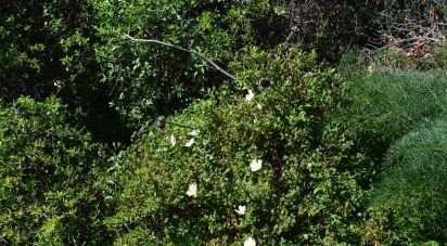 Terrain agricole à Carnota de 48 790 m²