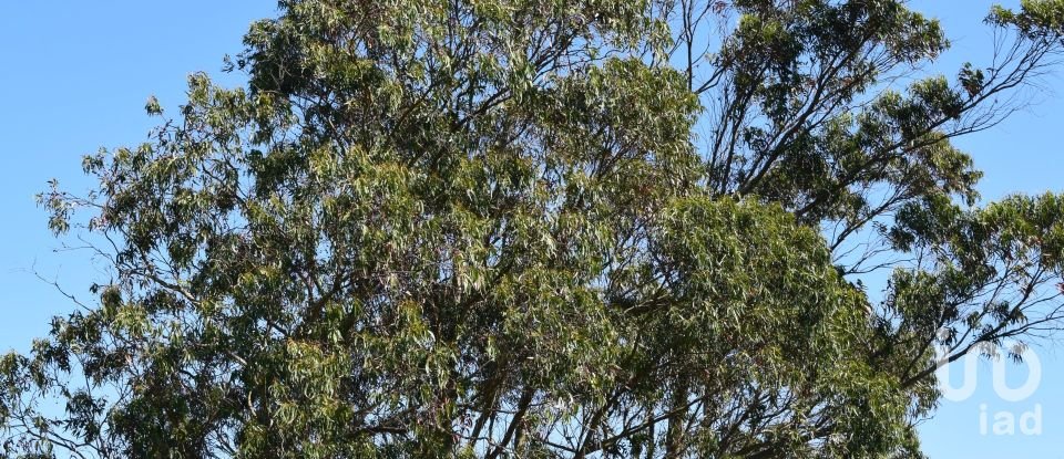 Terrain agricole à Carnota de 48 790 m²