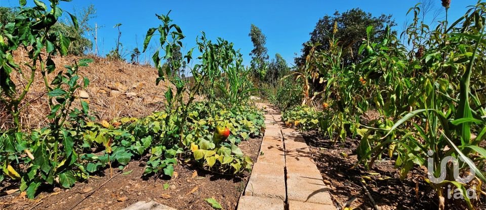 Terreno em Barão de São Miguel de 10 960 m²