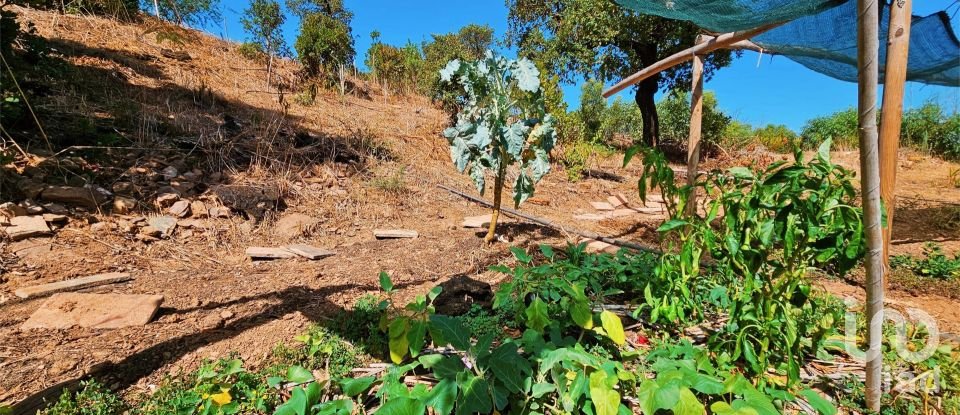 Terreno em Barão de São Miguel de 10 960 m²
