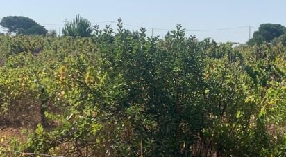 Terrain à Poceirão e Marateca de 32 500 m²