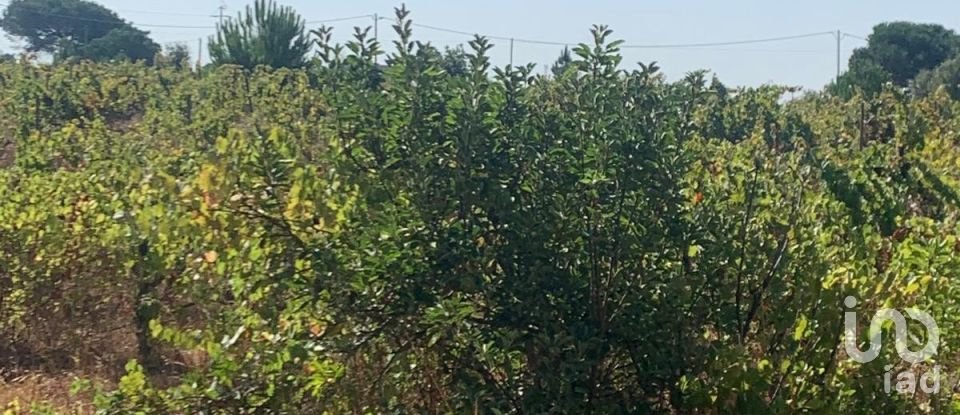 Terreno em Poceirão e Marateca de 32 500 m²