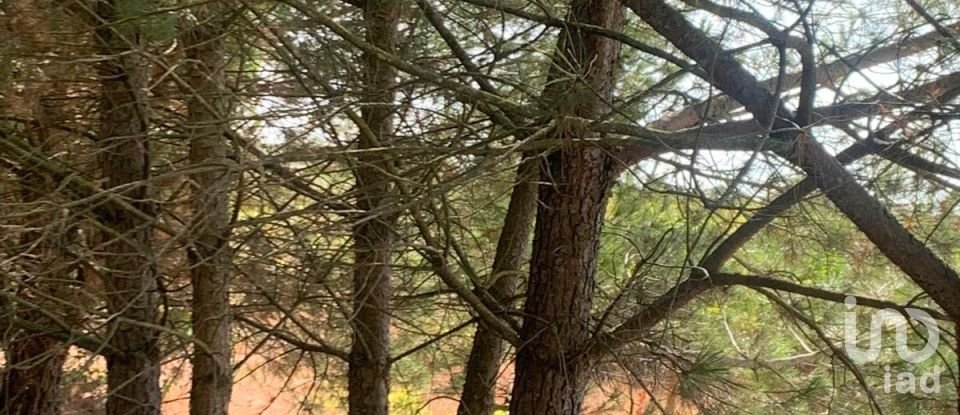 Terreno em Poceirão e Marateca de 32 500 m²