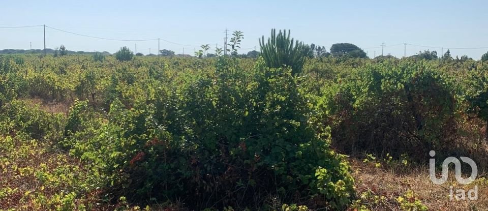 Terreno em Poceirão e Marateca de 32 500 m²