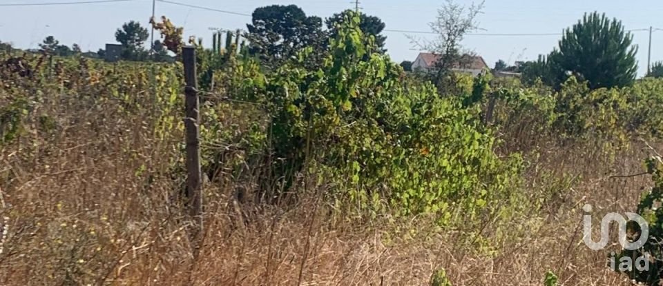 Terreno em Poceirão e Marateca de 32 500 m²