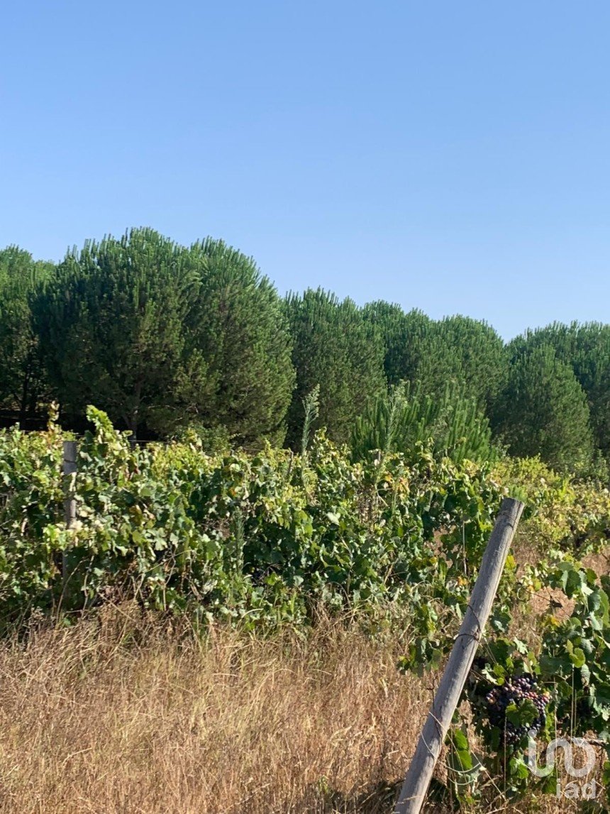Terreno em Poceirão e Marateca de 32 500 m²