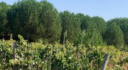 Terrain à Poceirão e Marateca de 32 500 m²