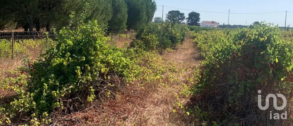 Terreno em Poceirão e Marateca de 32 500 m²
