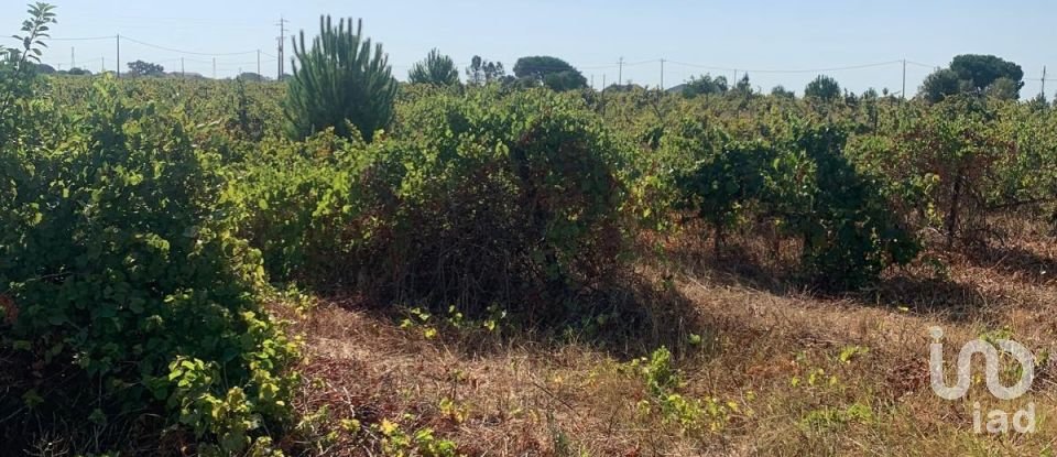 Terreno em Poceirão e Marateca de 32 500 m²