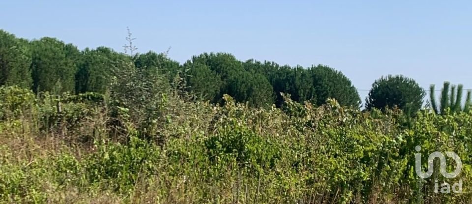 Terreno em Poceirão e Marateca de 32 500 m²