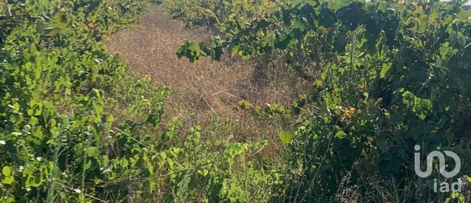 Terreno em Poceirão e Marateca de 32 500 m²