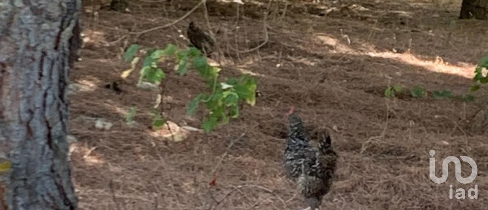 Terreno em Poceirão e Marateca de 32 500 m²