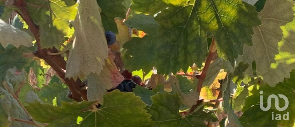 Terreno em Poceirão e Marateca de 32 500 m²