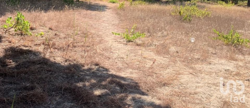 Terreno em Poceirão e Marateca de 32 500 m²