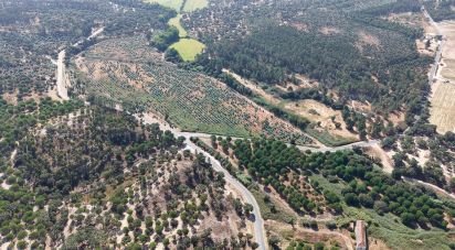 Terrain à Alpiarça de 462 520 m²