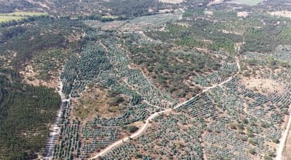 Terrain à Alpiarça de 462 520 m²