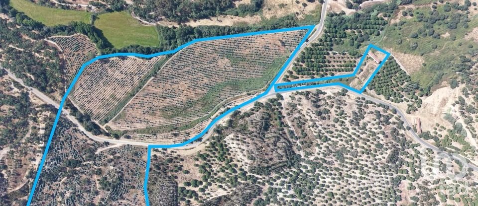 Terrain à Alpiarça de 462 520 m²