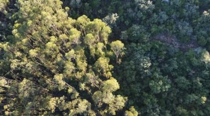 Land in Chãos of 14,600 m²