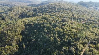 Terrain à Chãos de 14 600 m²