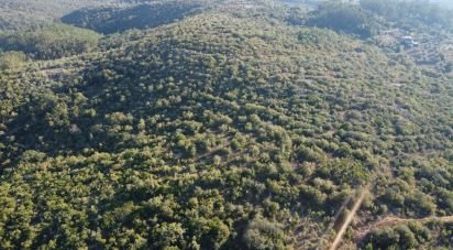 Land in Chãos of 14,600 m²