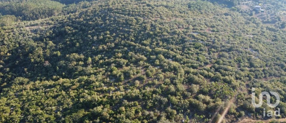 Land in Chãos of 14,600 m²