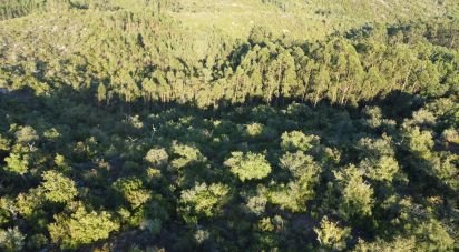 Land in Chãos of 14,600 m²