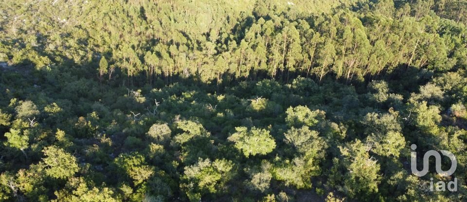 Land in Chãos of 14,600 m²