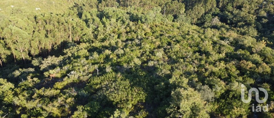 Land in Chãos of 14,600 m²