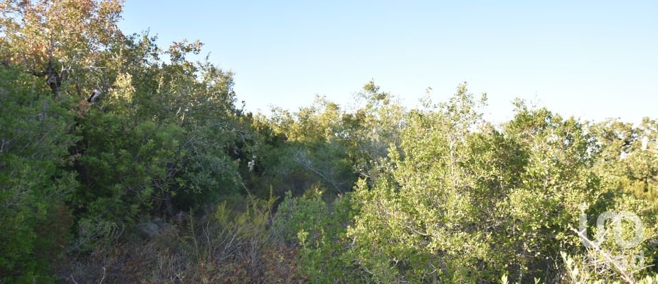 Land in Chãos of 14,600 m²