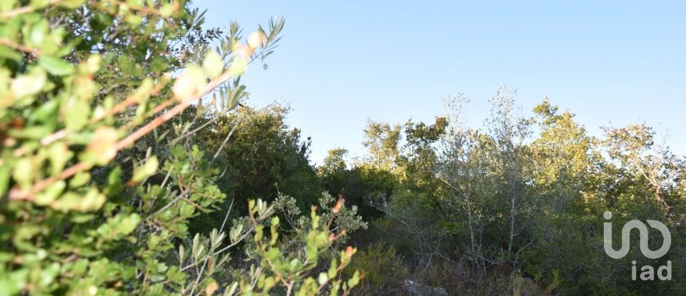 Land in Chãos of 14,600 m²