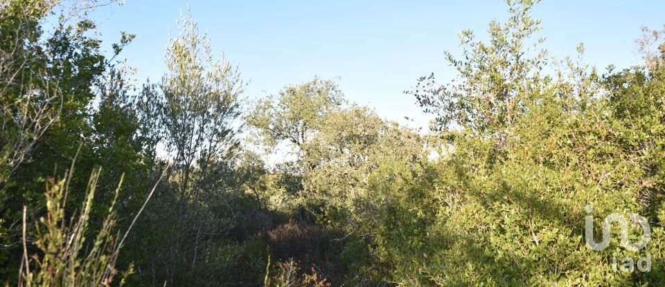 Land in Chãos of 14,600 m²