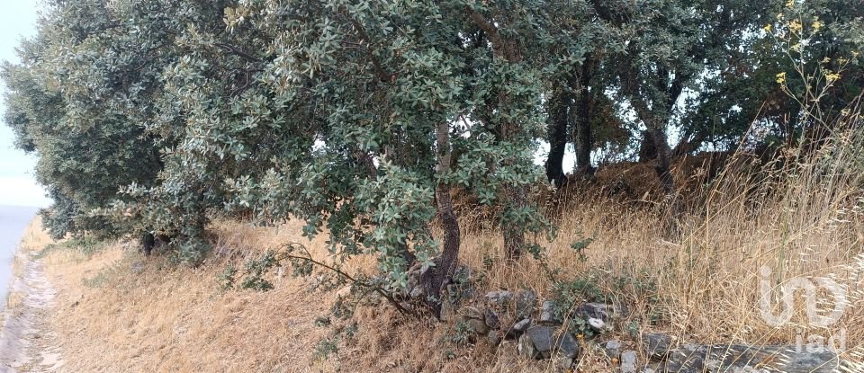 Gîte T4 à Azinhoso de 100 m²