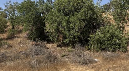 Terrain agricole à Algoz e Tunes de 6 480 m²