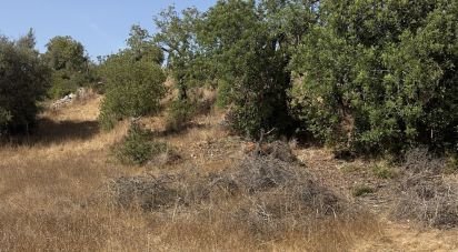 Terrain agricole à Algoz e Tunes de 6 480 m²