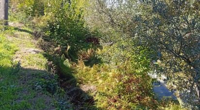 Land in Ribeira do Neiva of 290 m²