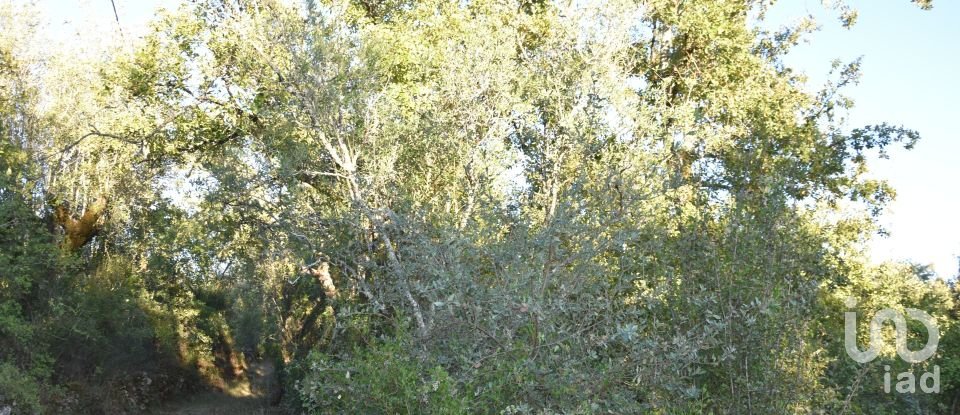 Terrain agricole à Chãos de 3 400 m²